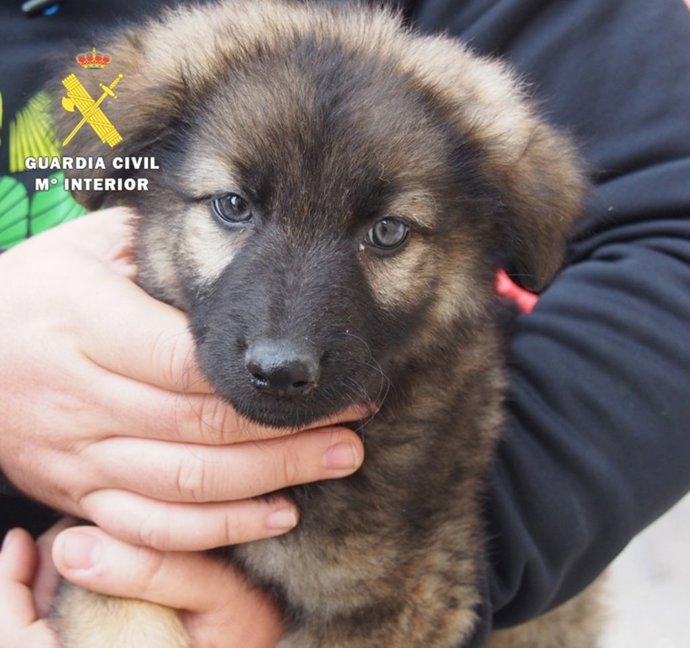 Cachorro localizado por el Seprona