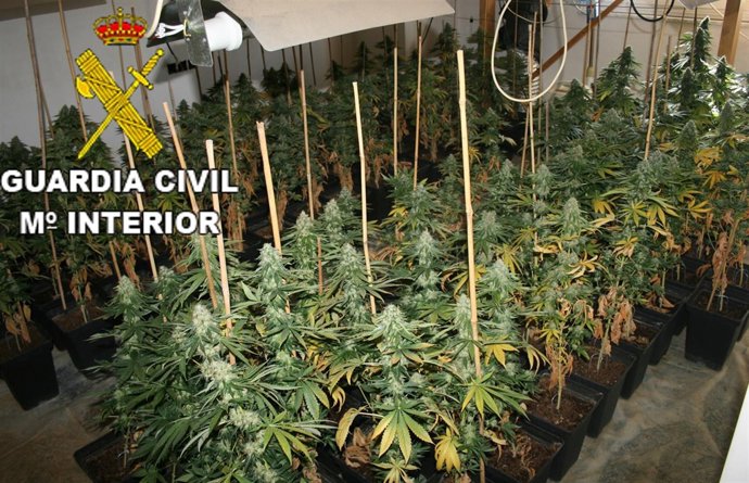 Detenido Por Tráfico De Drogas