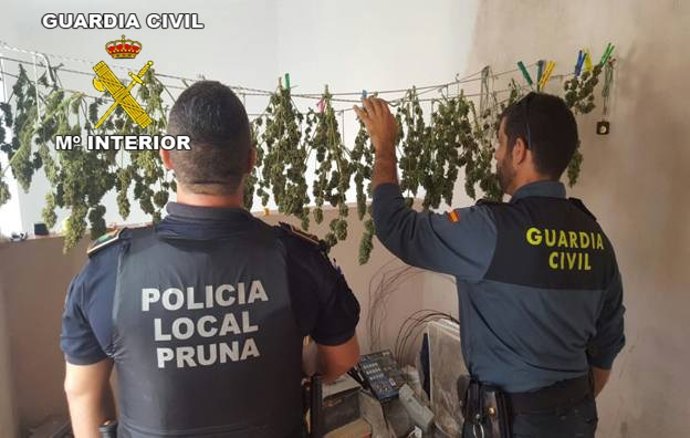 Marihuana incautada