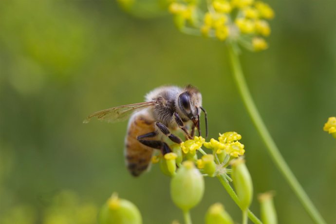 Abeja libando la flor del melón