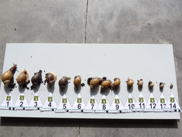 Nota De Prensa APAM CLM