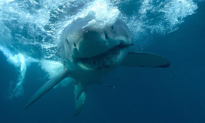 La ira del tiburón blanco