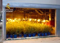 Cae en Bullas un grupo dedicado al cultivo ilícito de marihuana con 3 detenidos y casi 400 plantas incautadas