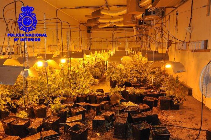 Nave con plantas de marihuana interceptada en Vigo.