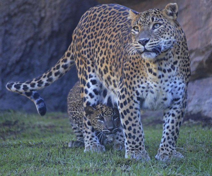 El cachorro de leopardo se llama Ekon