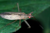 El canibalismo en insectos puede mejorar su fertilidad y su capacidad depredadora