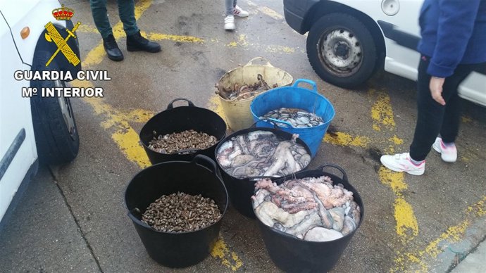 Pulpo intervenido en Corcubión por el Seprona.