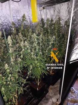 Viviero marihuana cultivo indoor interior colmenar guardia civil droga