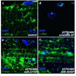 Investigación Incliva