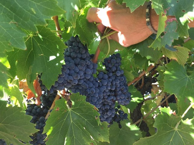 Racimo de uvas en un majuelo. 