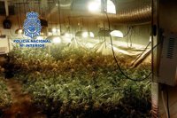 Detenidos los dos responsables de una plantación de marihuana desmantelada en Mérida