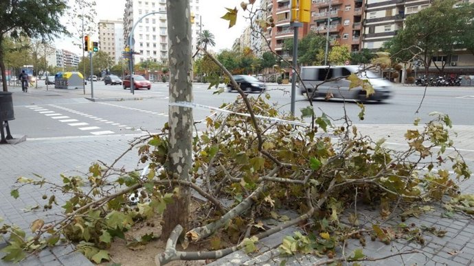 Rama caída por el viento en Barcelona