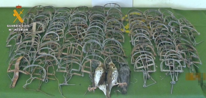 Cepos ilegales para la caza de aves incautada en Monterrubio de la Serena