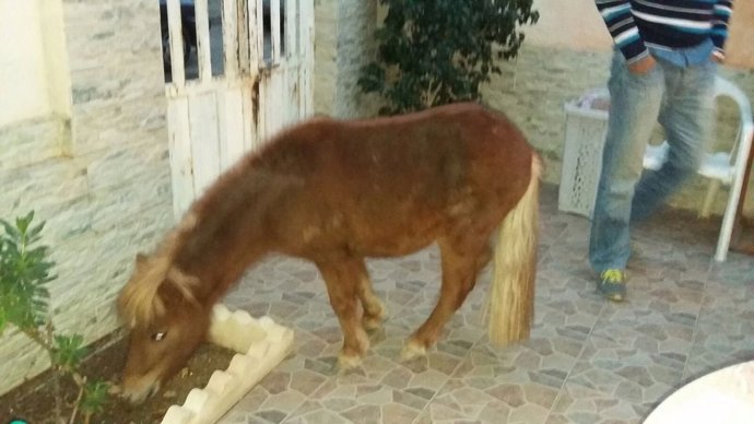 La Policía Local de Cartagena rescata a un poni abandonado