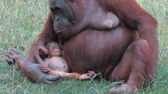 Orangután y su cría