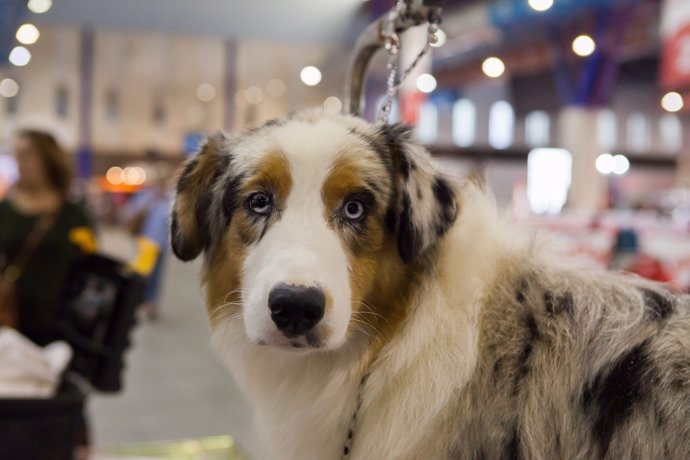 LAS ASOCIACIONES PRESENTES EN MI MASCOTA PROMOVERÁN LA ADOPCIÓN, ACOGIDA, CUIDAD