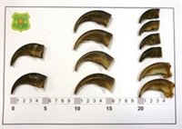 Identifican a un hombre que vendía por Internet uñas de oso pardo para hacer collares