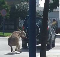 Denuncian a un vecino de Chipiona por arrastrar a un burro atado a su todoterreno
