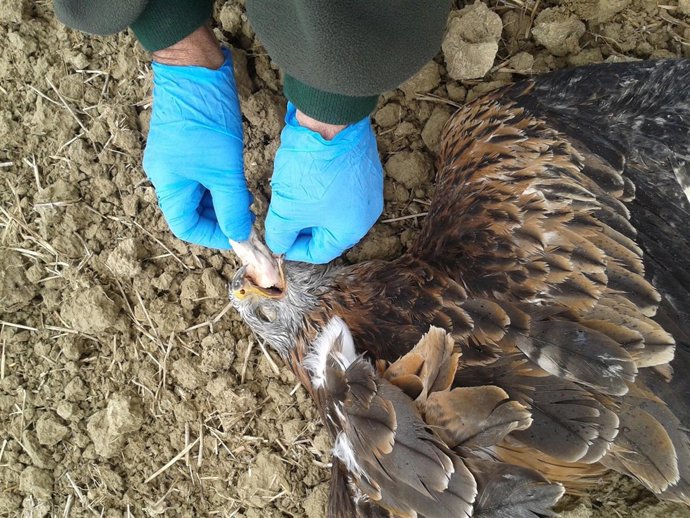 Recogida de uno de los milanos reales muertos por un posible envenenamiento.