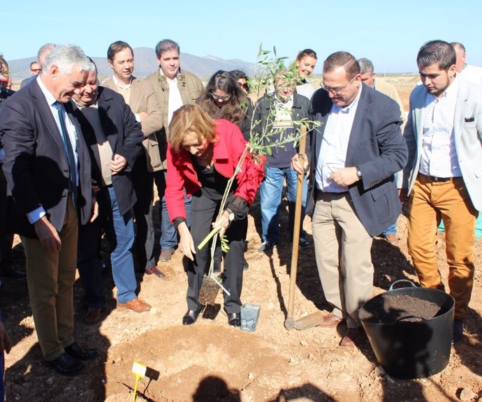 La consejera de Agricultura, Carmen Ortiz, planta un olivo en La Roda (Sevilla)