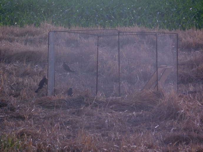 La Campaña De Nidificación Del Aguilucho En Lleida Acaba Con 87 Polluelos