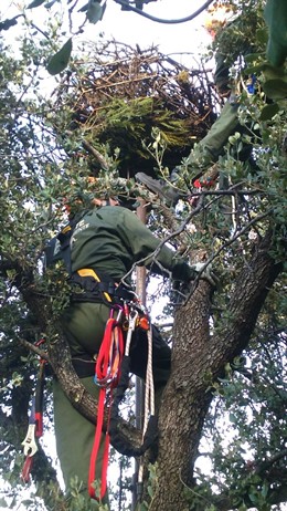 Reconstrucción de nidos de buitre negro