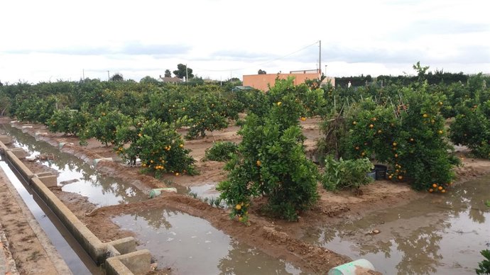 Cullera corta caminos rurales para evitar los robos de naranjas
