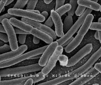 El doble de muertes por bacterias multirresistentes que por accidentes de tráfico