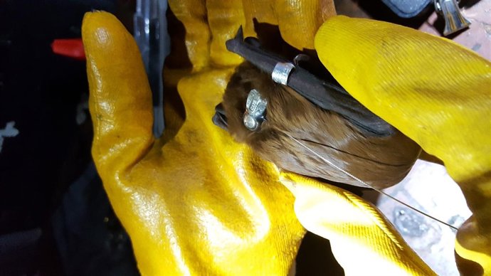 Marcaje de un nóctulo mayor