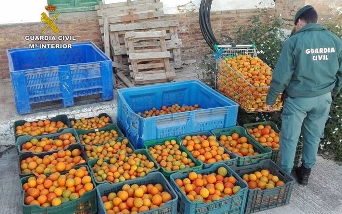 Intervenidos 500 kilos de naranjas y mandarinas en la A-49