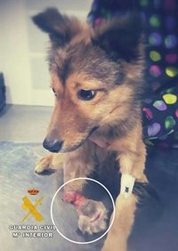 El Seprona instruye diligencias en Burgos contra un hombre por no tratar a su perro de una fractura abierta