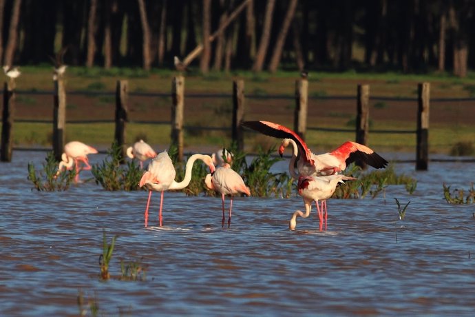 Espacio natural de Doñana