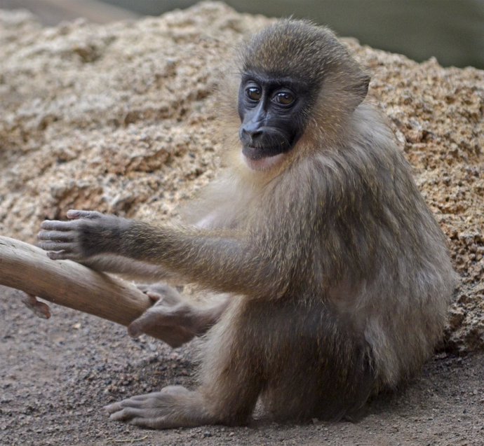 Dril nacido en Bioparc