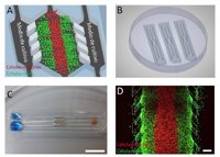 Cultivos de tumores en 3D para conocer mejor su complejidad