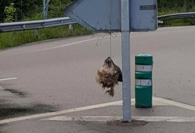 Cabeza decapitada de un lobo colgando de una señal de tráfico en Asturias