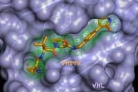 Hallan una nueva diana terapéutica para enfermedades causadas por falta de oxígeno