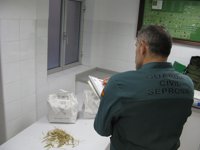 Dos investigados en Valladolid por comercializar cebada protegida sin autorización