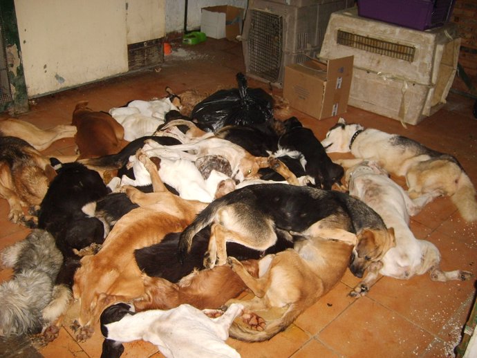 Animales sacrificados en la perrera de Puerto Real
