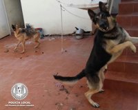 Herida de gravedad una mujer atacada por sus propios perros en Las Palmas de Gran Canaria