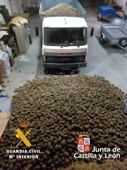 Piñas intervenidas por la Guardia Civil. 