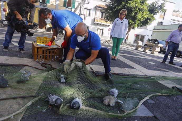 El Ayuntamiento captura a más de 11.000 palomas