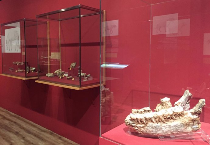 Algunas de las piezas de la exposición sobre Cueva Victoria