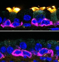 El IRB busca 25.000 euros en donaciones para el primer año de doctorado a un estudiante