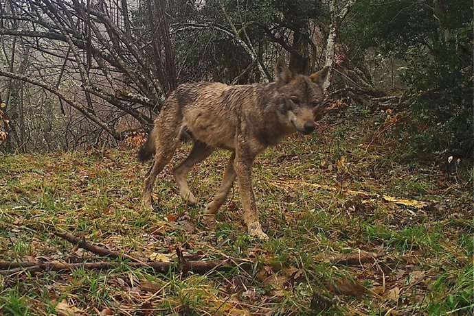 Lobo en Asturias. 
