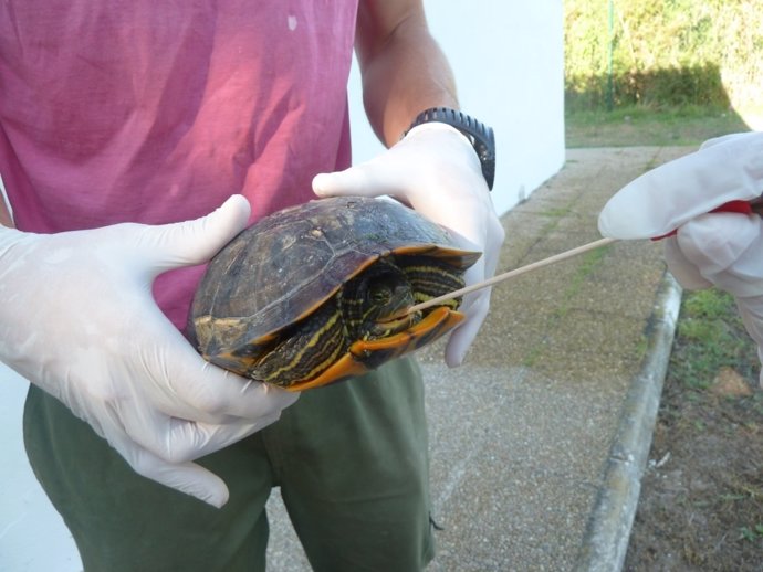 Estudian la presencia de salmonella en tortugas 