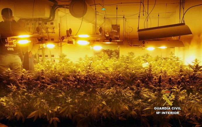 Plantación marihuana