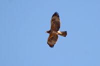 Endesa remodela líneas eléctricas de la marina de Llucmajor para proteger águila de Bonelli
