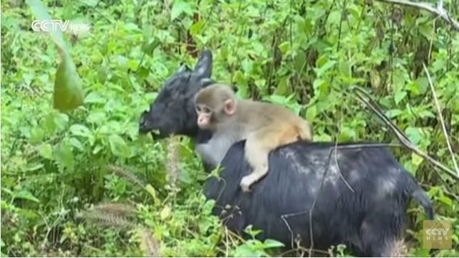 Una cabra adopta a un bebé mono