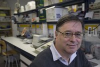 El poder del omega-3 como activador de la grasa parda, clave contra la obesidad