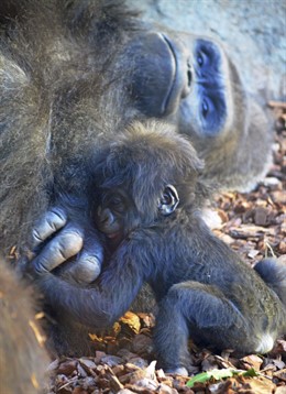 La bebé gorila de Bioparc se llamará Virunga